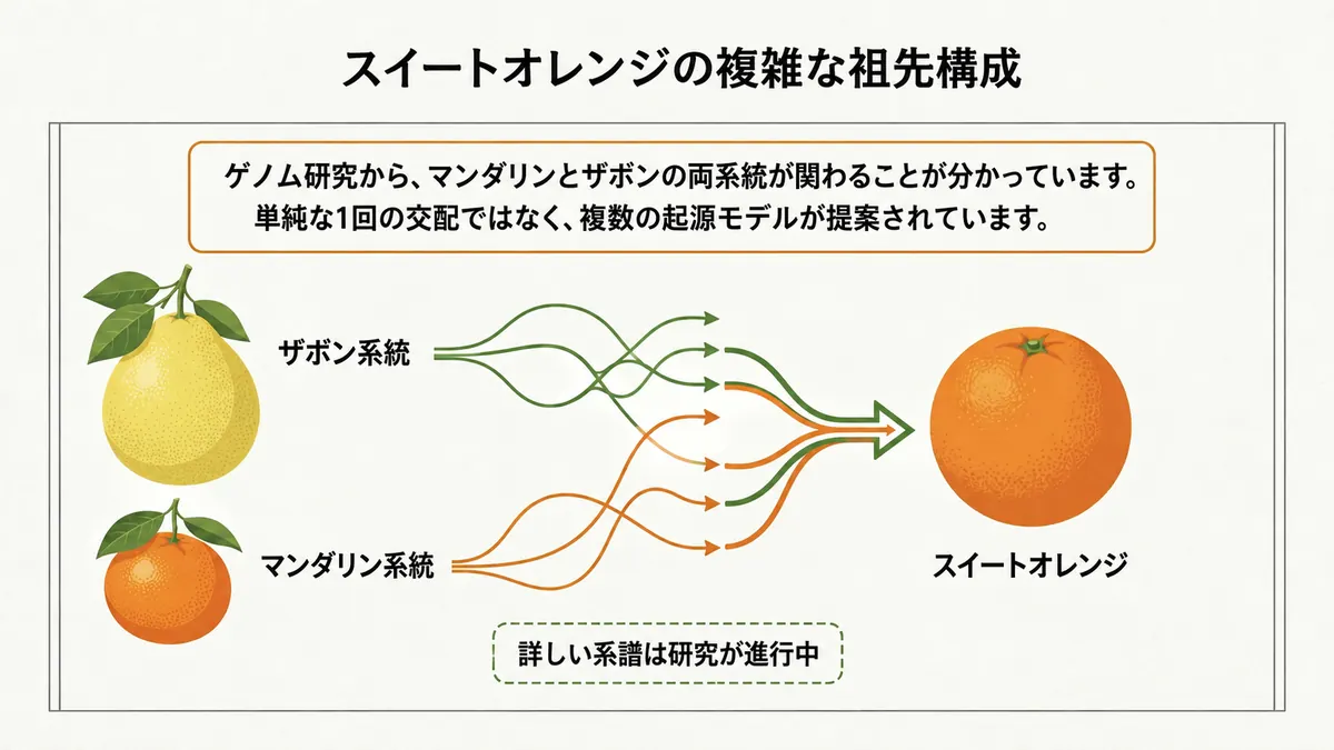 マンダリン系とザボン系の複数の祖先系統が重なり、スイートオレンジの複雑な成立史につながることを示した図