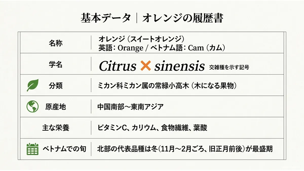 名称・学名・分類・原産地・主な栄養・ベトナムでの旬を一覧にした「基本データ|オレンジの履歴書」という表画像
