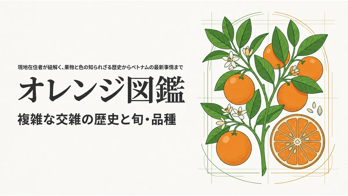 枝付きのオレンジと断面図を描き、「オレンジ図鑑 複雑な交雑の歴史と旬・品種」と示したタイトル画像