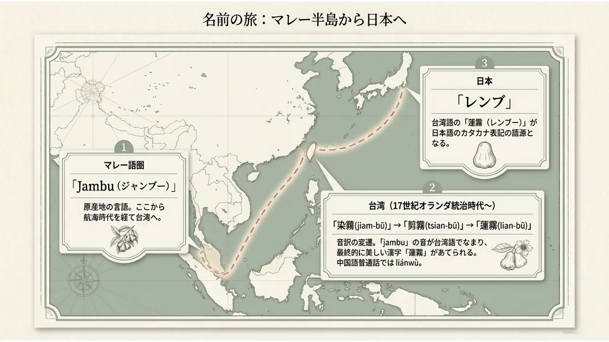 東南アジアから日本までの地図上に、マレー語圏の「Jambu」、台湾での「染霧→剪霧→蓮霧」という音訳の変遷、日本の「レンブ」という3段階の名前の旅を示した図