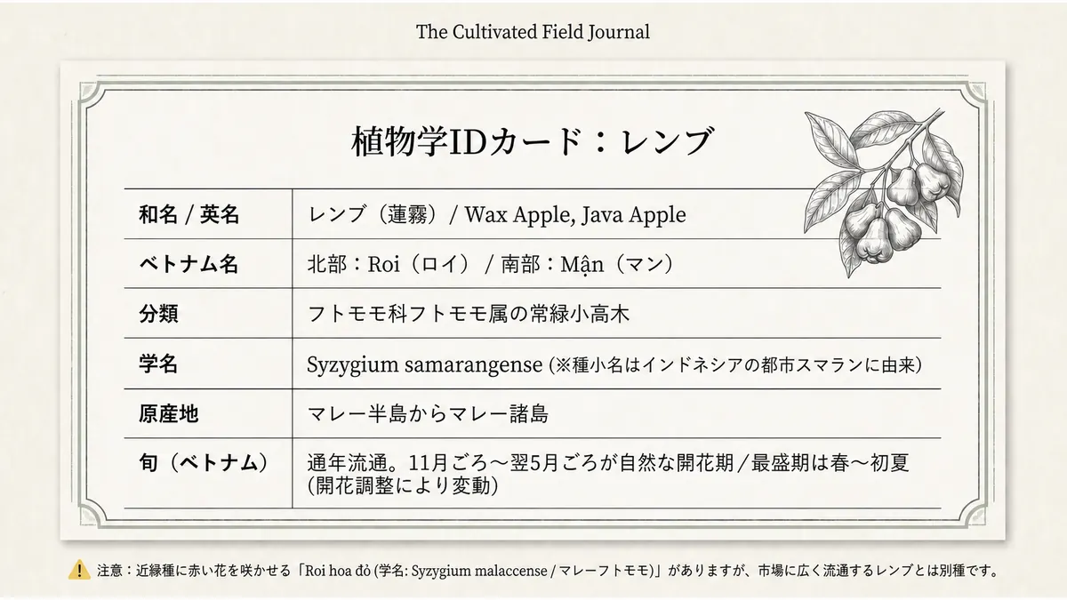 レンブの植物学IDカード。和名・英名、ベトナム名、分類、学名、原産地、旬を一覧にした表。下部に近縁種Roi hoa đỏ(学名Syzygium malaccense)は市場に流通するレンブとは別種という注意書き