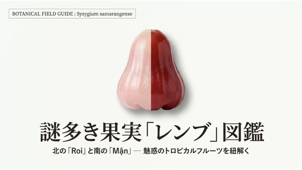淡いピンク色と濃い赤色のレンブを左右半分ずつ合成した果実の写真と「謎多き果実「レンブ」図鑑 北の「Roi」と南の「Mận」— 魅惑のトロピカルフルーツを紐解く」というタイトル