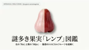 淡いピンク色と濃い赤色のレンブを左右半分ずつ合成した果実の写真と「謎多き果実「レンブ」図鑑 北の「Roi」と南の「Mận」— 魅惑のトロピカルフルーツを紐解く」というタイトル