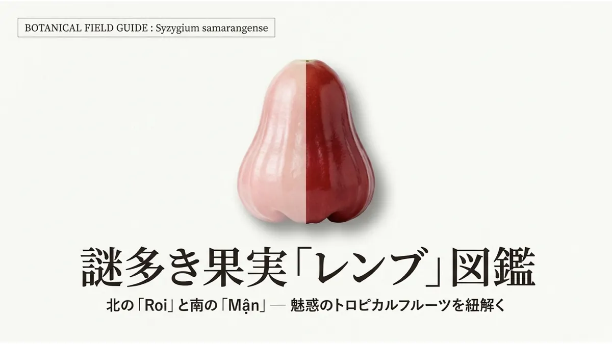 淡いピンク色と濃い赤色のレンブを左右半分ずつ合成した果実の写真と「謎多き果実「レンブ」図鑑 北の「Roi」と南の「Mận」— 魅惑のトロピカルフルーツを紐解く」というタイトル