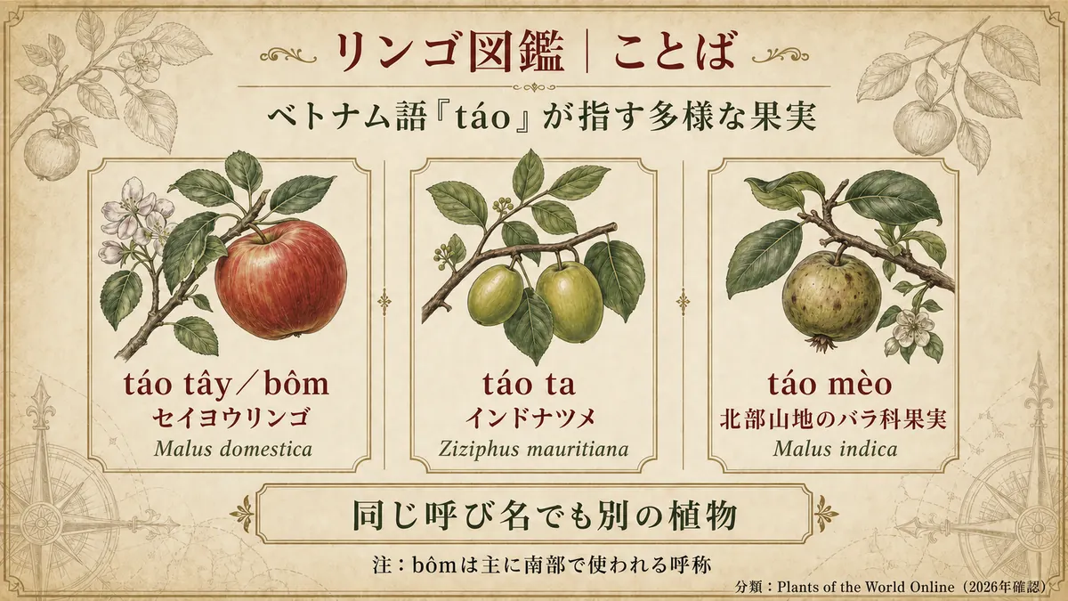 ベトナム語「táo」が指す3種類の果実(セイヨウリンゴ・インドナツメ・北部山地の果実)を並べた図