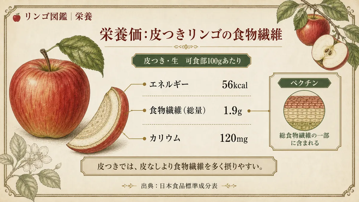 リンゴ(皮つき)の栄養成分を示す図解。エネルギー・食物繊維・カリウムなど