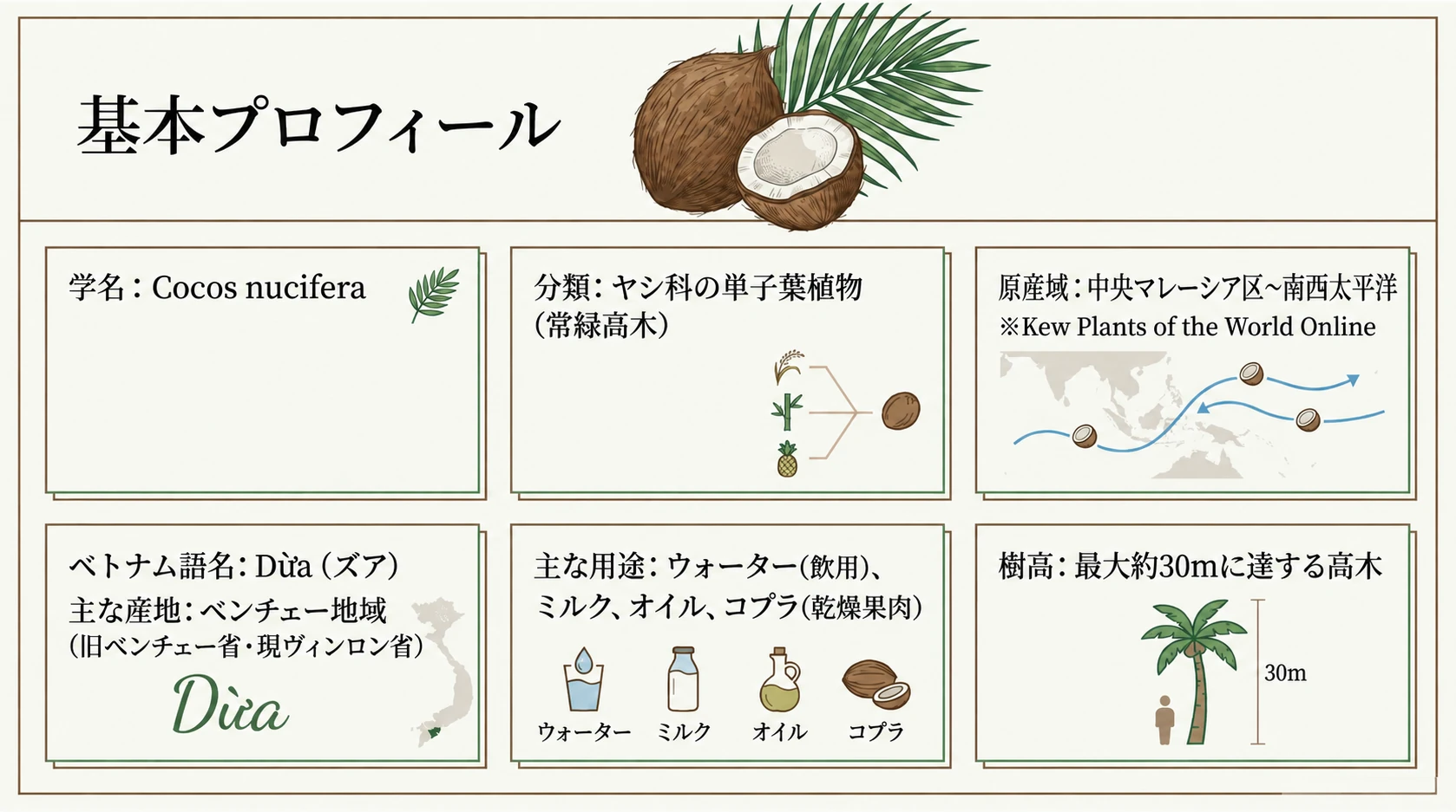 ココナッツの基本情報とベトナムの産地