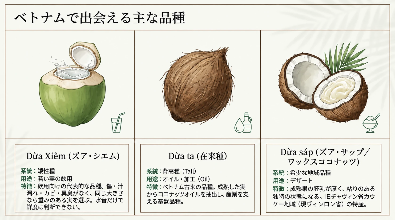 ベトナムのココナッツ3品種と選び方