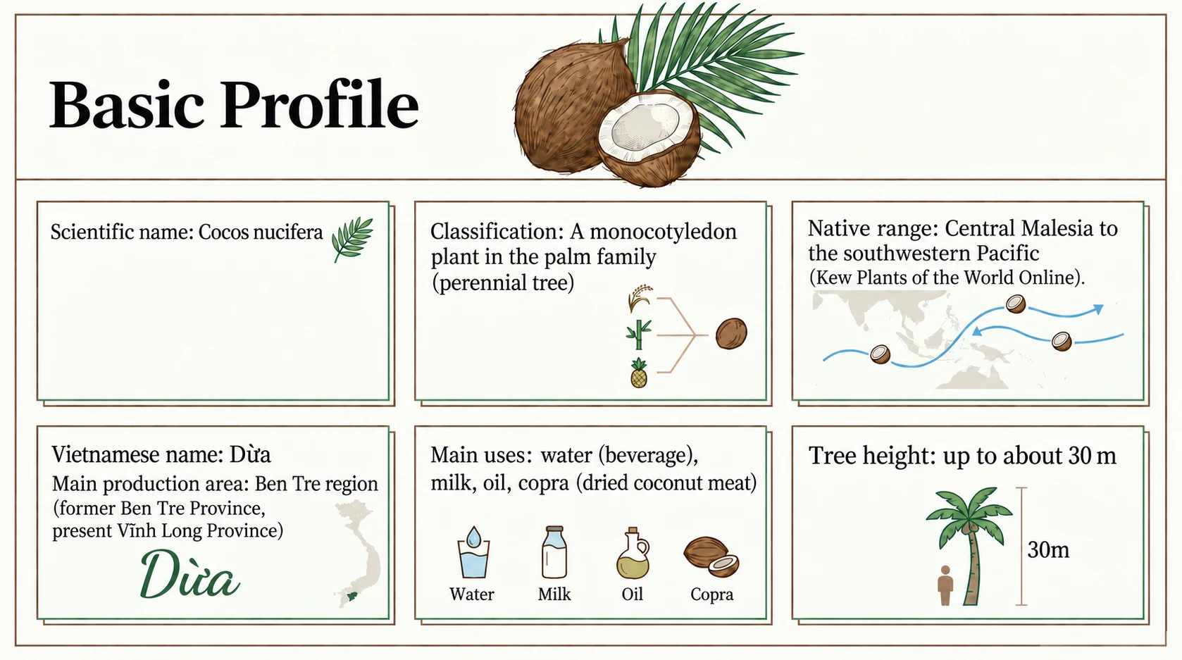 Coconut palm profile, native range, uses, and Vietnamese growing regions