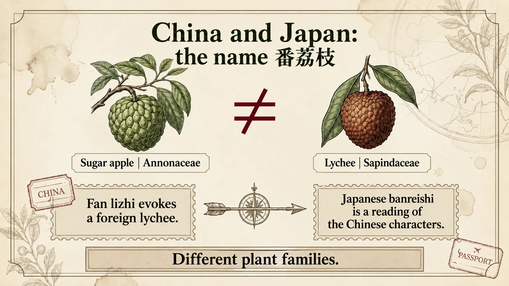 Chinese fan lizhi and Japanese banreishi connect the fruit’s appearance with the familiar lychee.