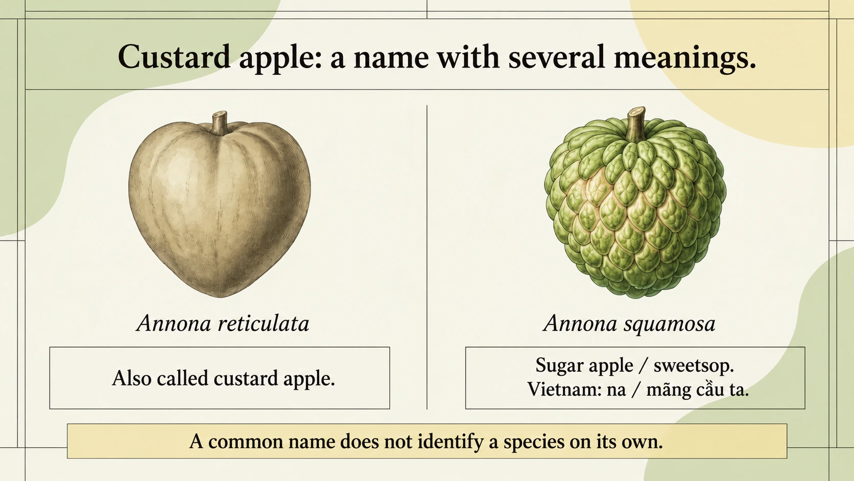 The common name custard apple can refer to more than one Annona fruit.