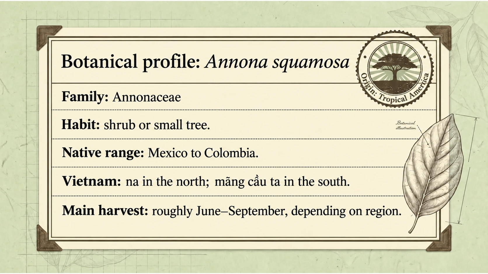 Annona squamosa is native to tropical America and widely grown in Vietnam.