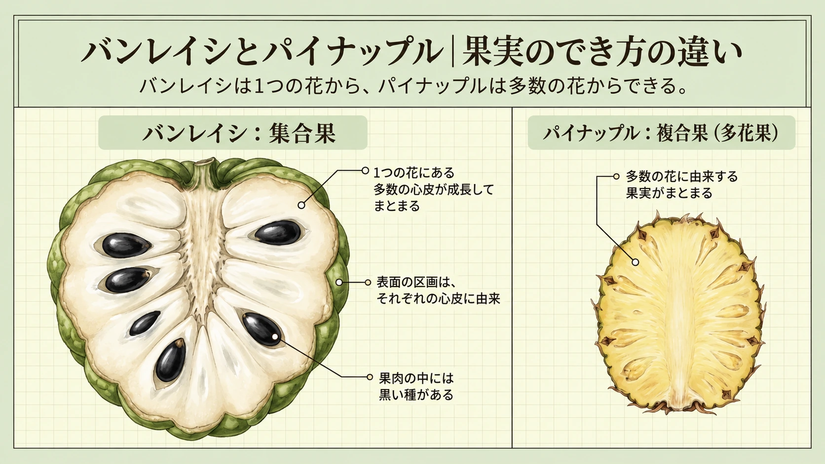 バンレイシは1つの花からできる集合果、パイナップルは多数の花からできる複合果です。