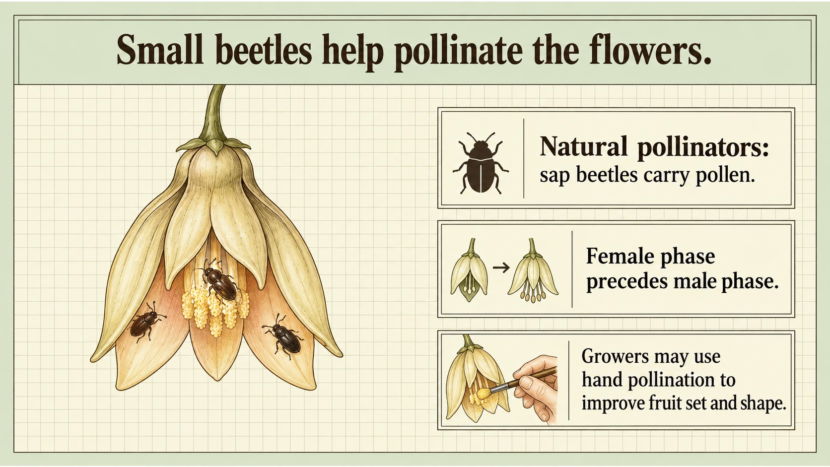 Small sap beetles help move pollen between sugar-apple flowers.