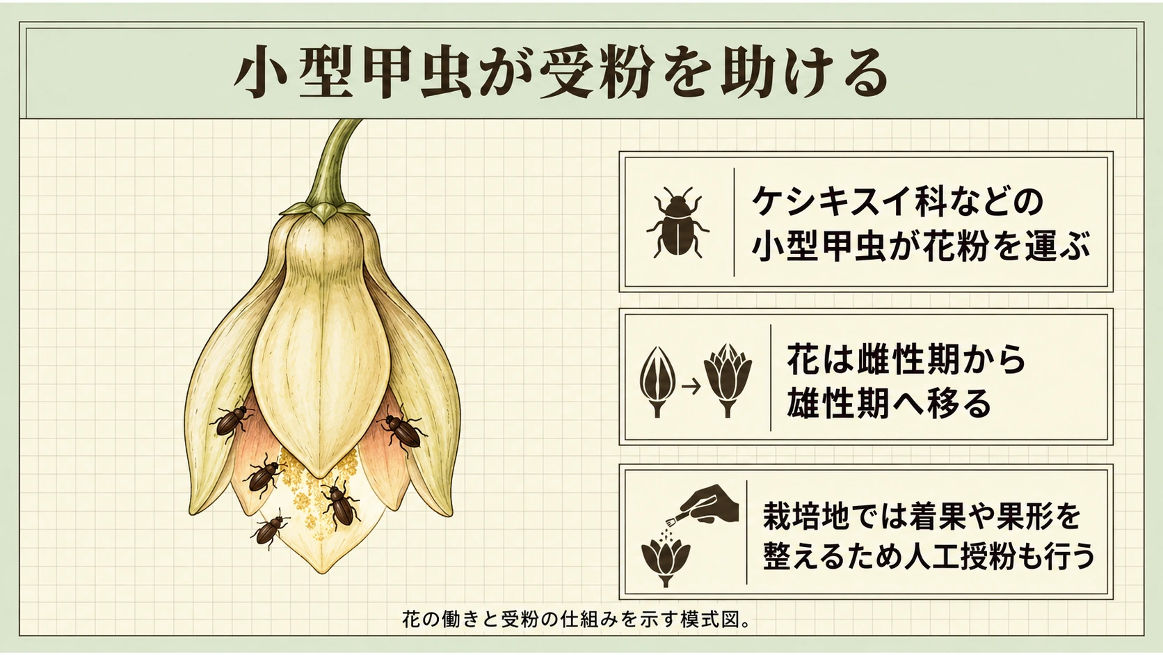 小型甲虫が受粉を助け、栽培条件によっては人工授粉も行われます。