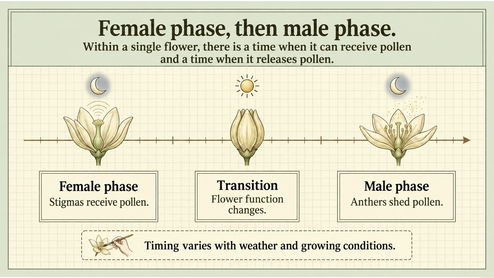 The female phase precedes the male phase; exact timing varies with growing conditions.