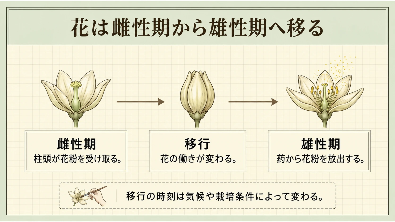 開花時刻は条件で変わりますが、雌性期が先に来る順序が重要です。