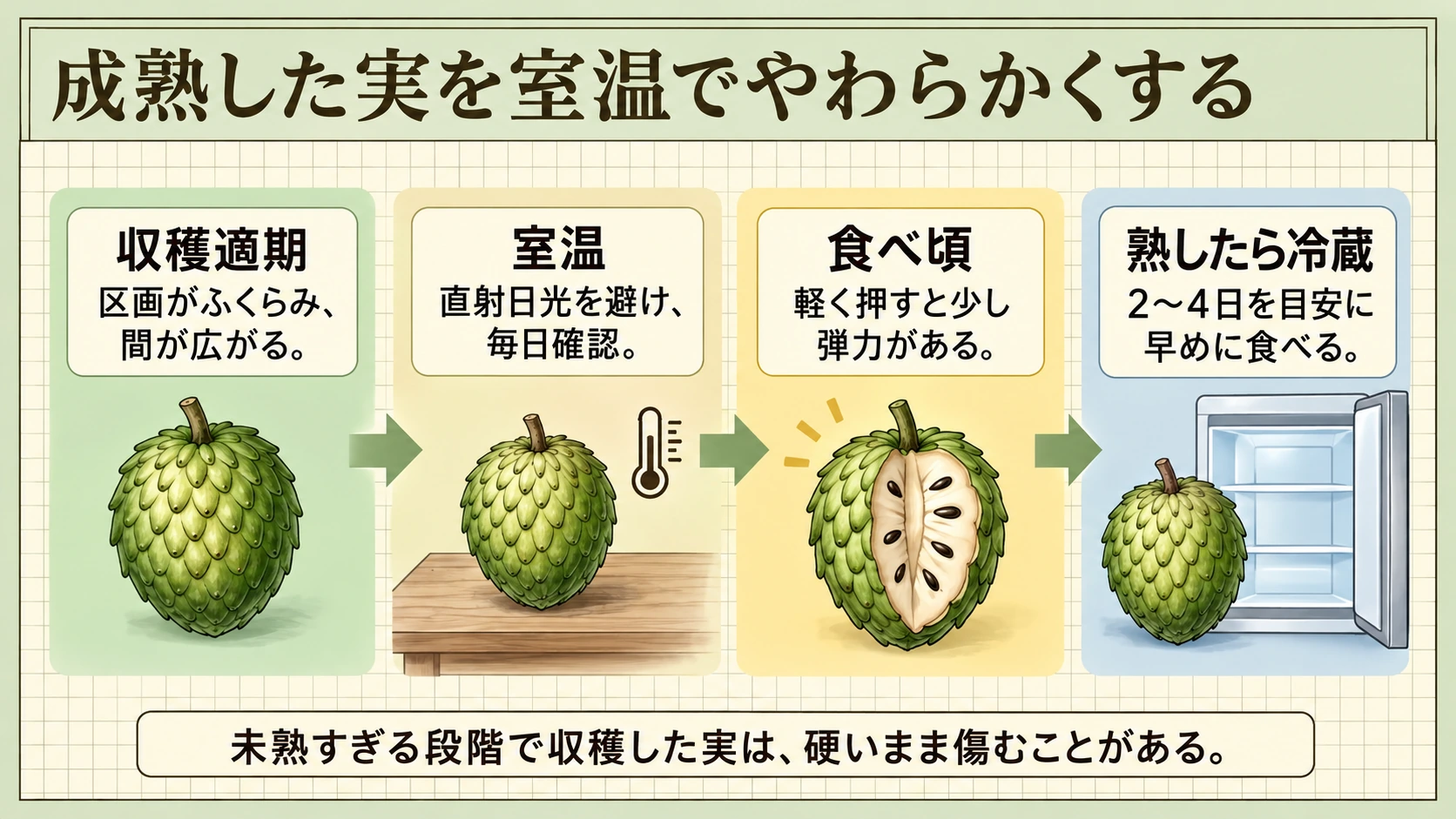 収穫適期の実は室温でやわらかくなりますが、未熟すぎる実は正常に熟さないことがあります。