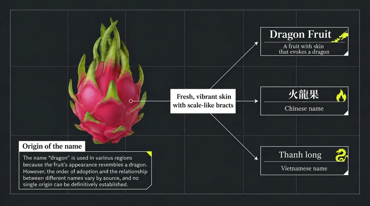 Dragon fruit names and the vivid skin and scale-like bracts that evoke a dragon