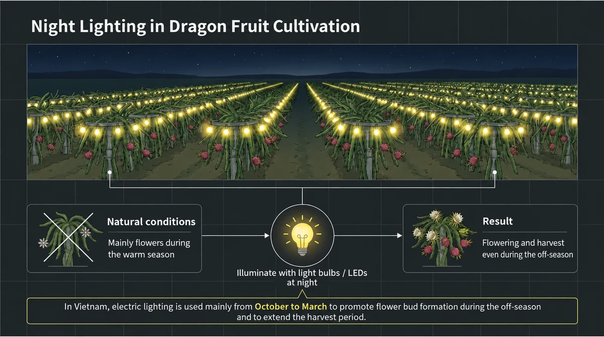 Nighttime lighting encourages off-season flower-bud formation in Vietnamese dragon fruit fields