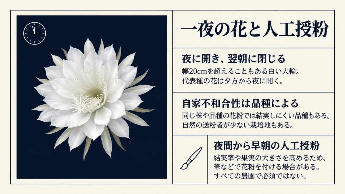 夜に開く白い花と、品種に応じた人工授粉の説明