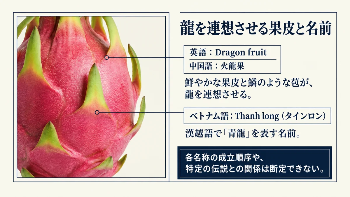 英語Dragon fruit、中国語火龍果、ベトナム語Thanh longを比較