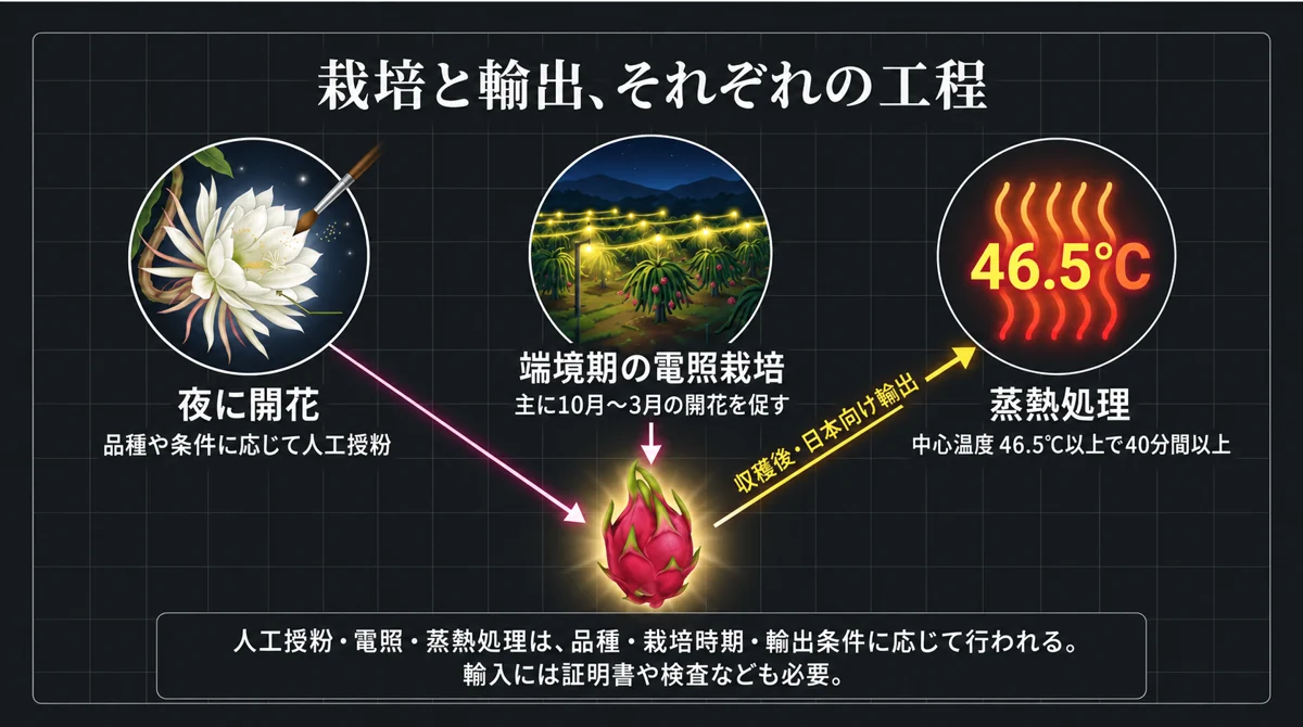 開花・電照による栽培と収穫後の輸出向け蒸熱処理を分けた図