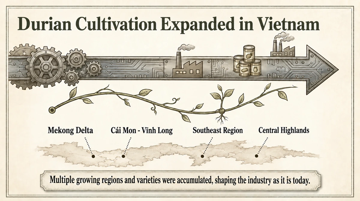 Different producing regions and varieties shaped Vietnam’s durian industry.