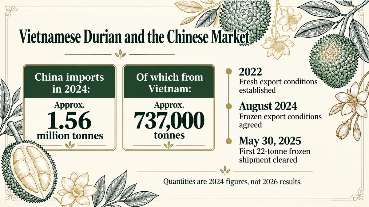 Fresh-export conditions were established in 2022. Of China’s 1.56 million tonnes of durian imports in 2024, approximately 737,000 tonnes came from Vietnam.