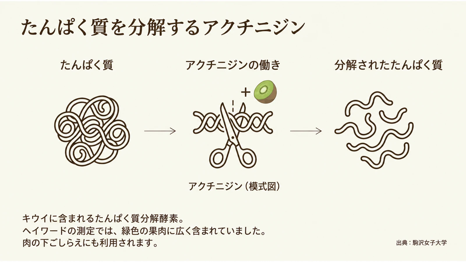 アクチニジンによるたんぱく質分解をはさみに例えた模式図