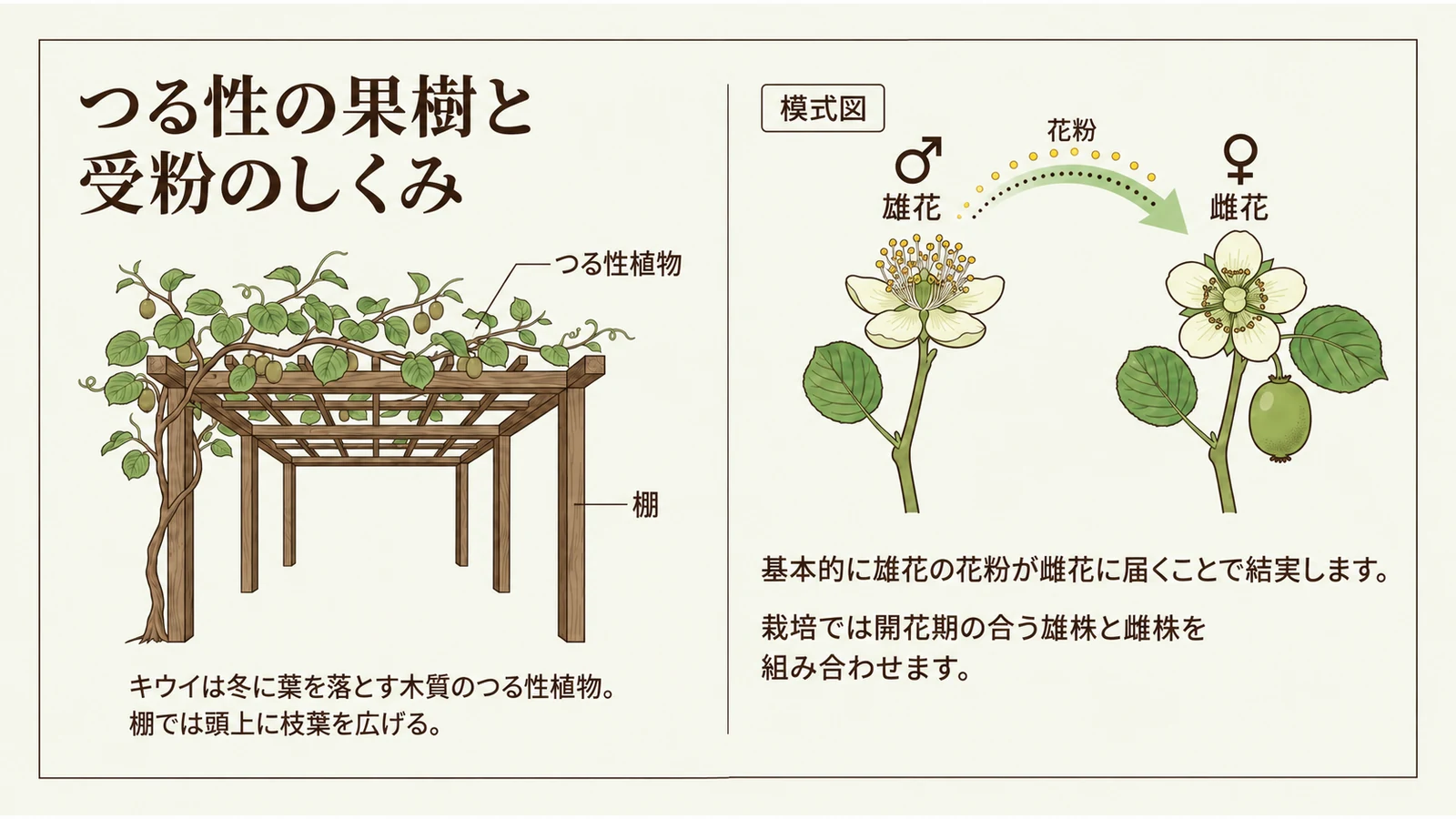 キウイが棚に枝を広げて育つ様子と、雄花・雌花の受粉のしくみを示す図