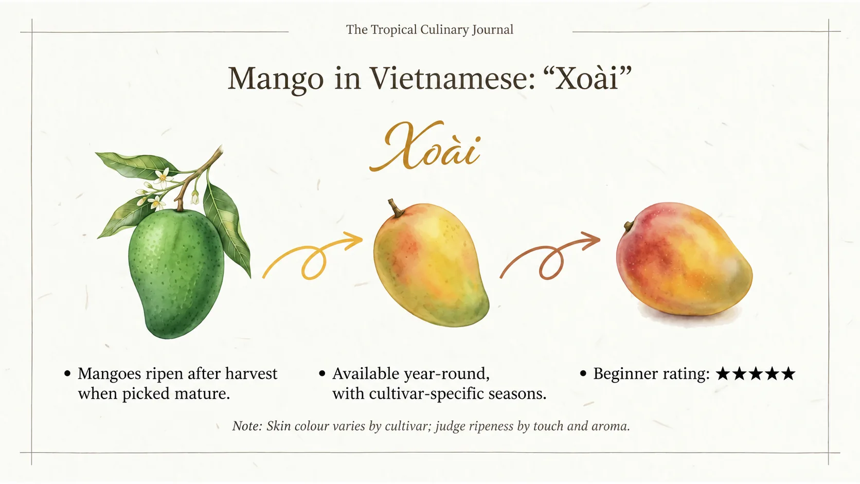 Xoài is the Vietnamese name for mango. Mature-harvested fruit continues ripening; skin colour varies by cultivar.