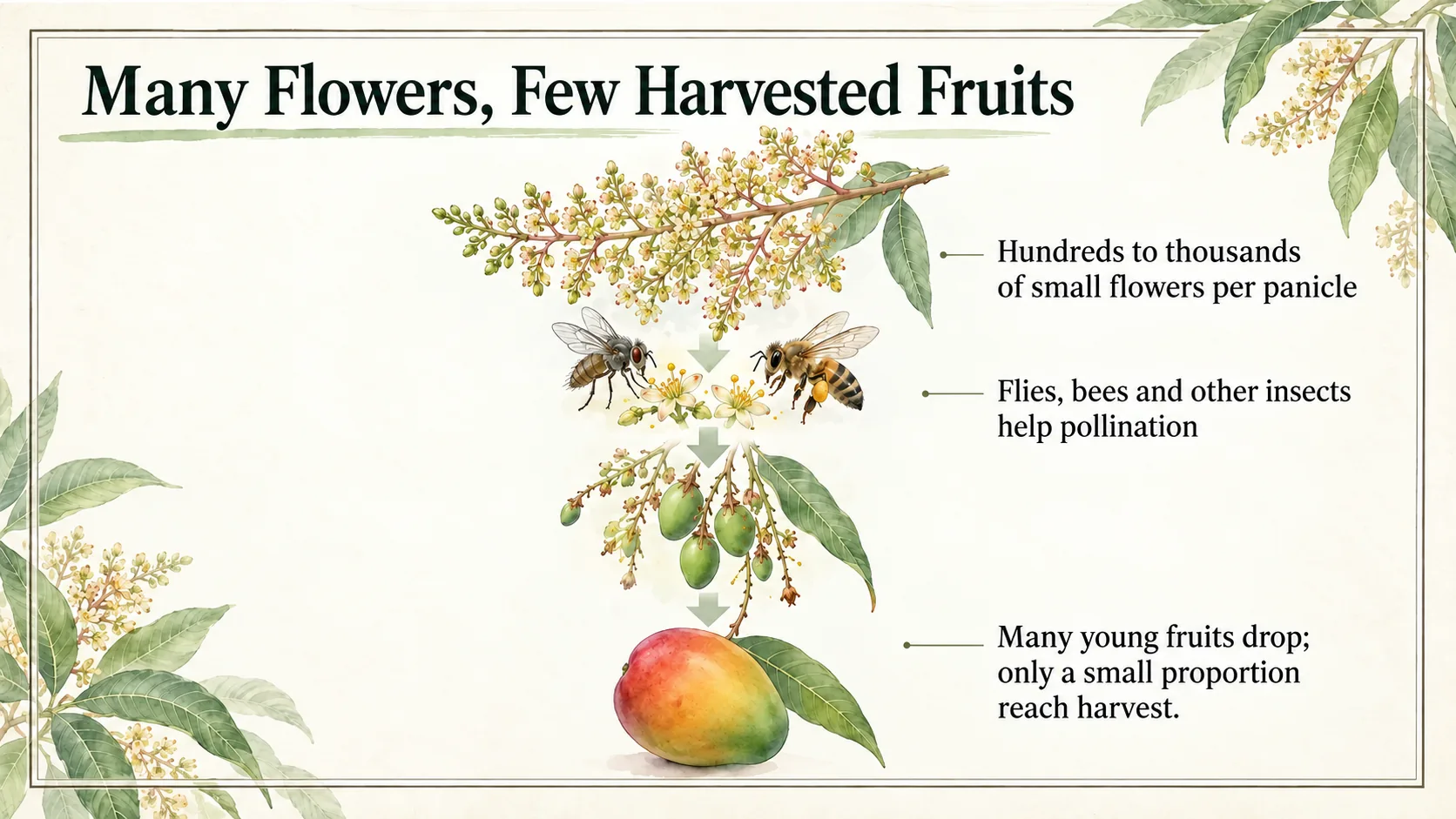 Hundreds to thousands of flowers form on each panicle. Insects help pollination, and only a small proportion of fruits reach harvest.