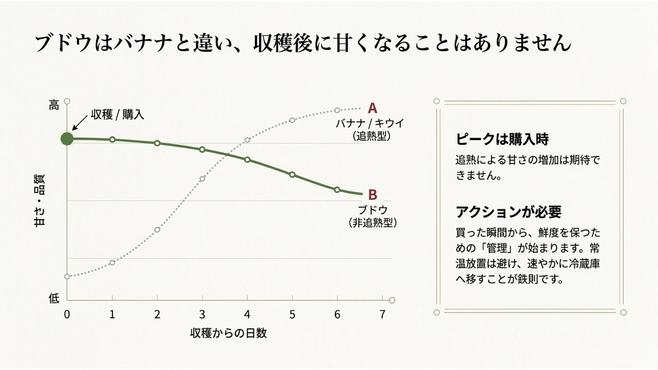 収穫後の日数と甘さ・品質の変化を、追熟するバナナ・キウイと追熟しないブドウで比べた概念図