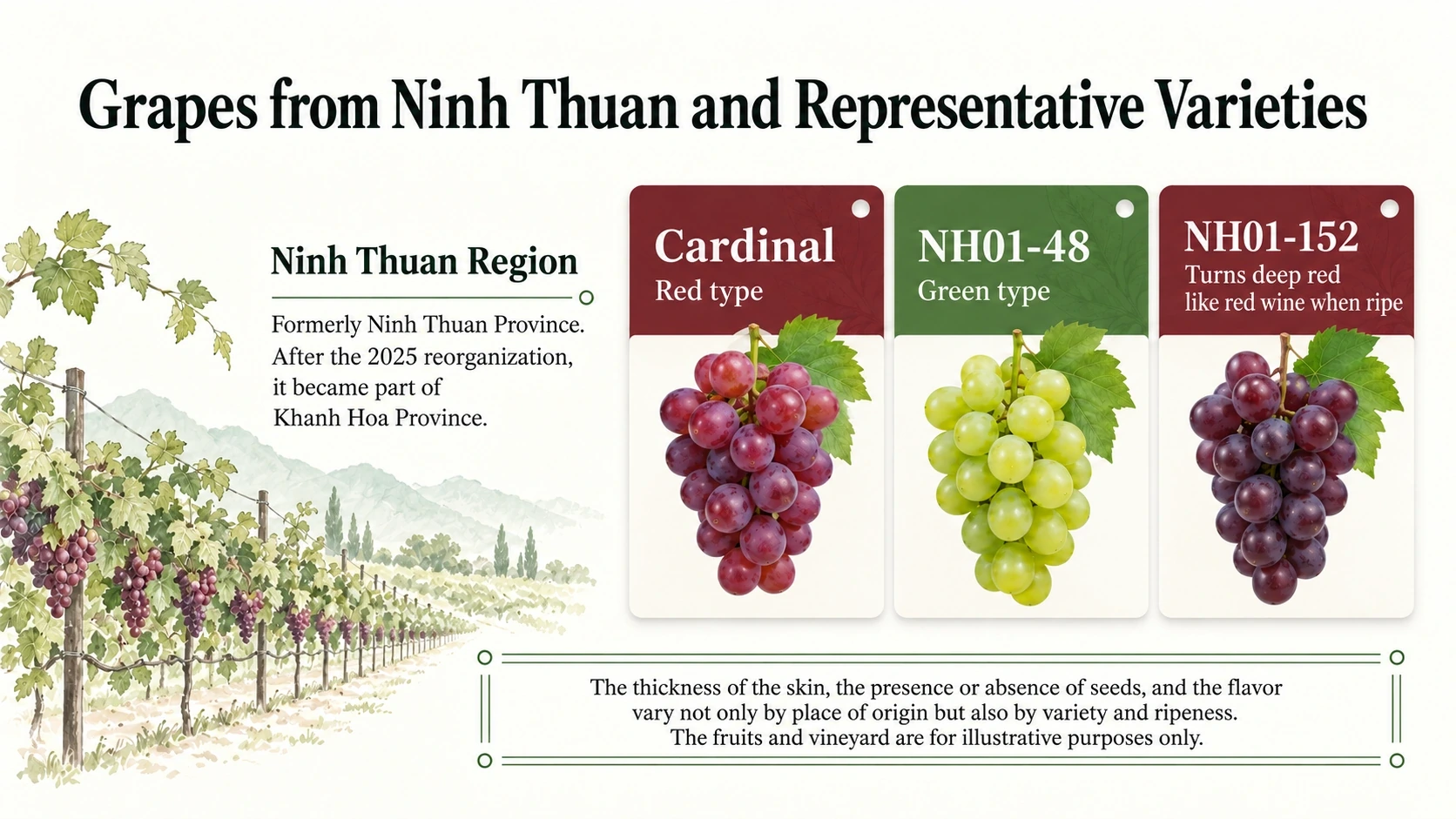 Cardinal, green NH01-48 and wine-red NH01-152 grapes from Ninh Thuan