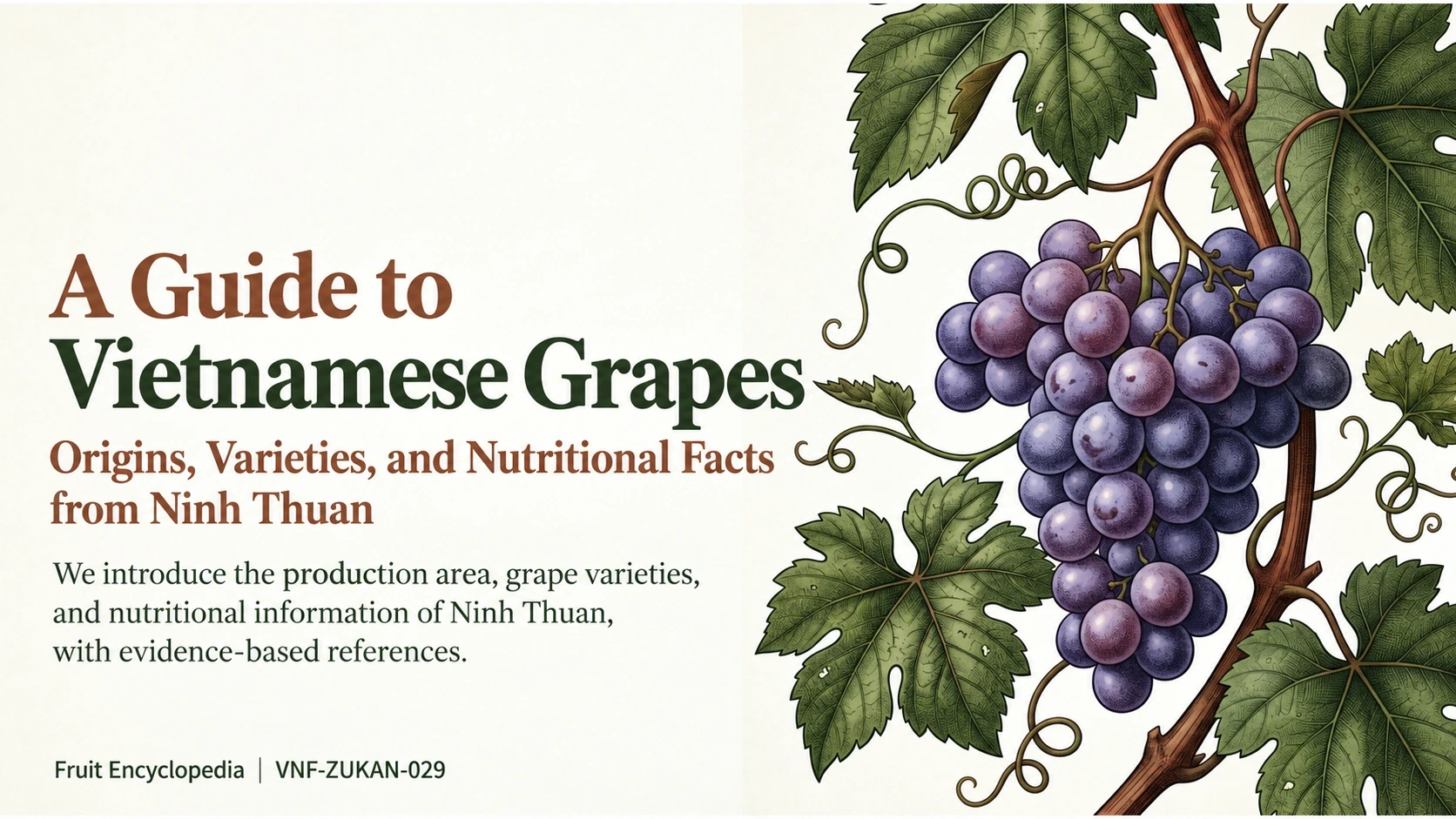 Botanical grape illustration introducing the Vietnam grape guide