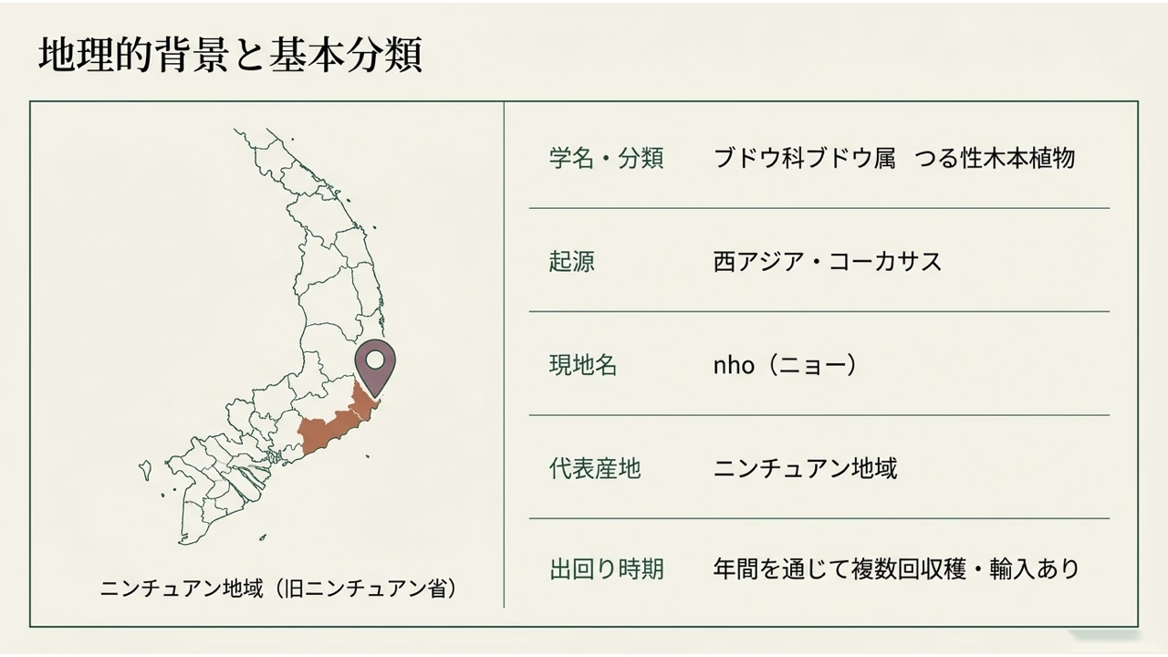 ベトナムの地図でニンチュアン地域を示し、学名・分類・起源・現地名・代表産地・出回り時期をまとめた図
