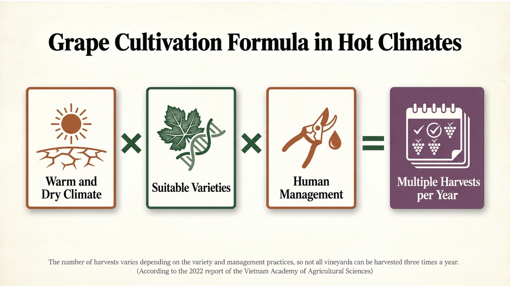 Climate, suitable varieties and crop management supporting multiple grape harvests