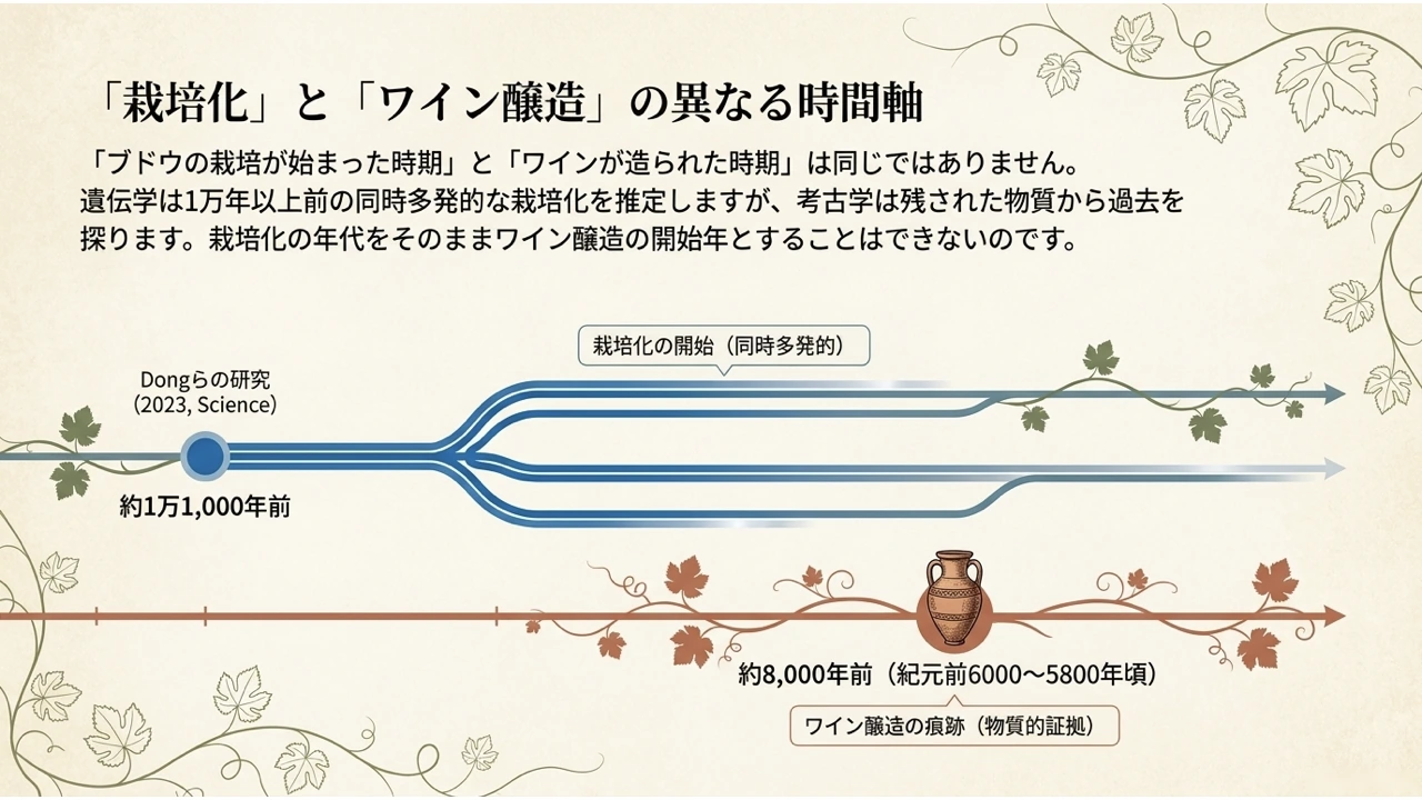 約1万1,000年前の栽培化(遺伝学の推定)と、約8,000年前のワイン醸造の痕跡(物質的証拠)を2本の時間軸で比べた図