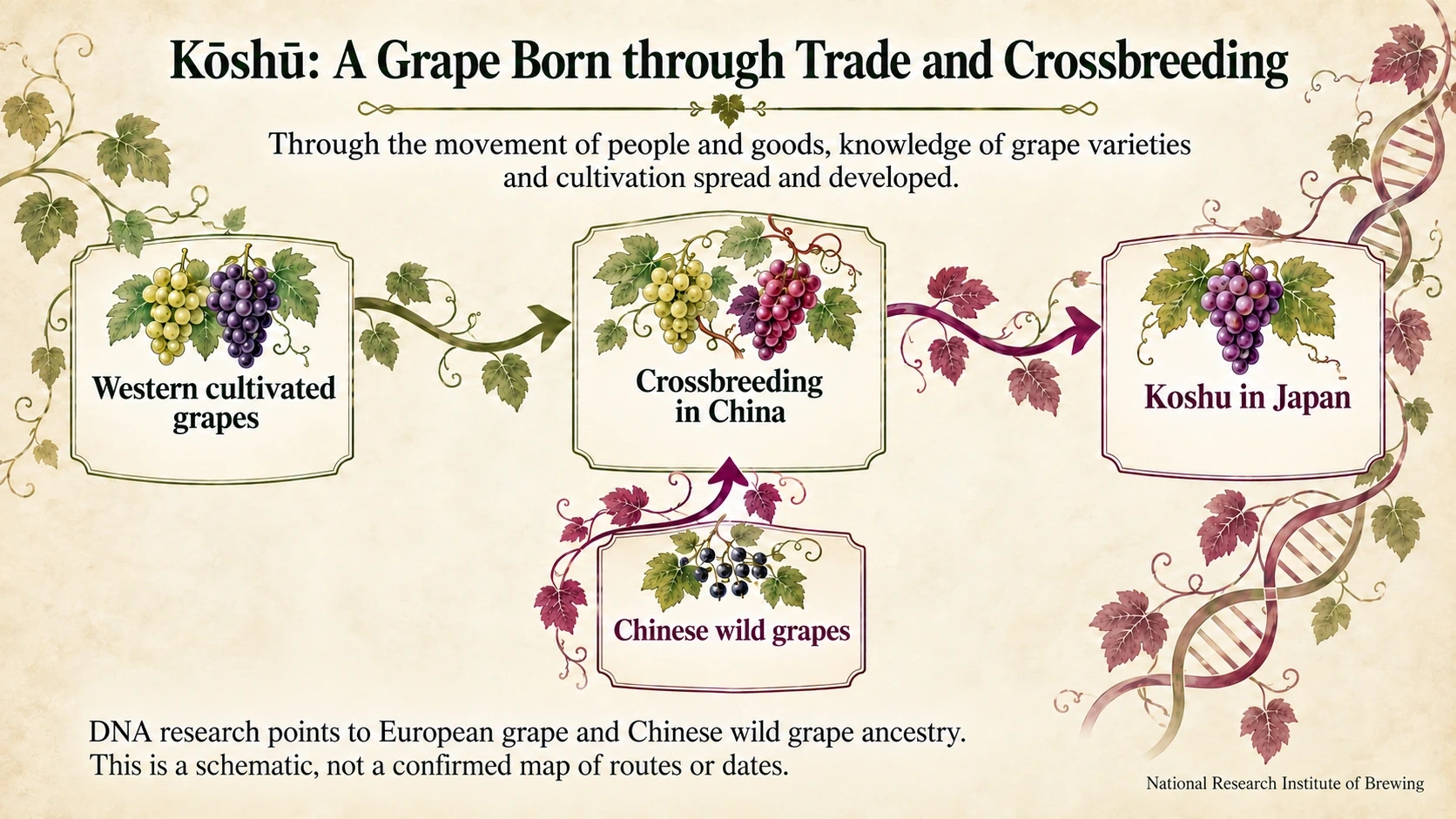 Schematic of western cultivated grapes, wild Chinese grapes and Koshu ancestry