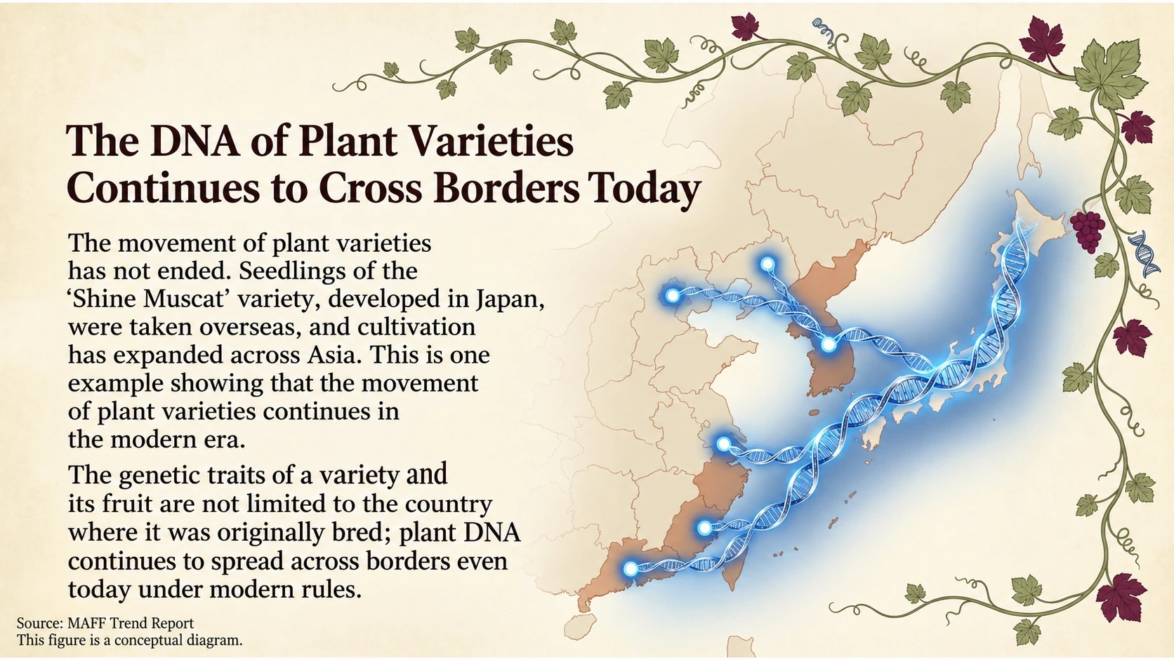 Conceptual illustration of grape planting material moving across Asian borders