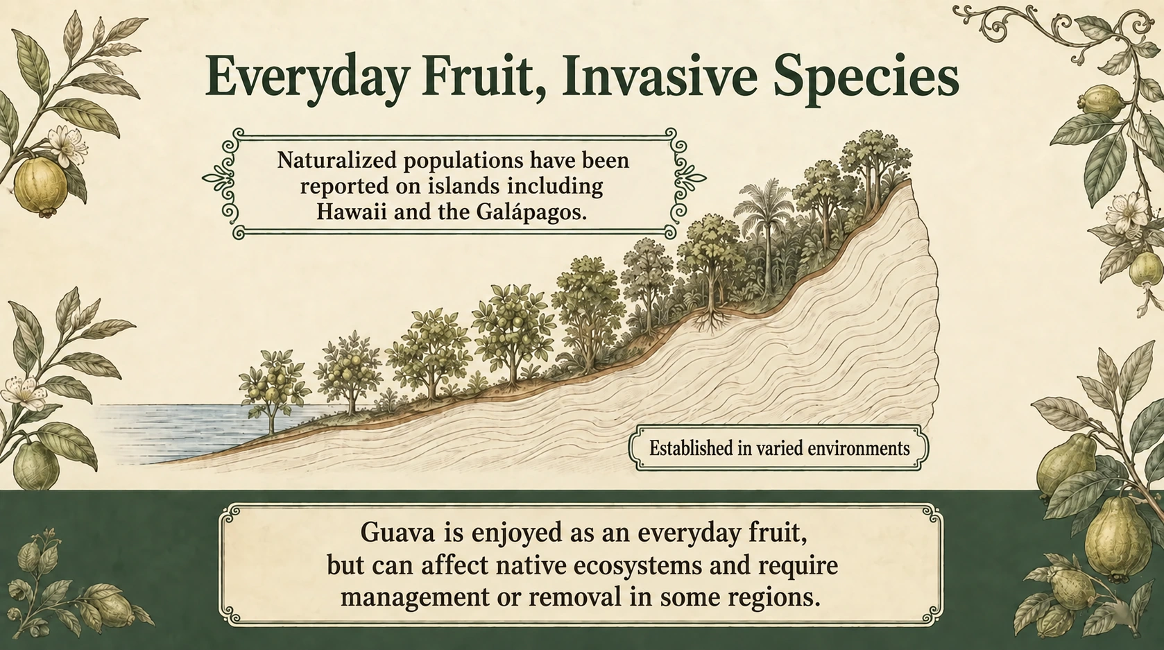 When an introduced guava becomes invasive