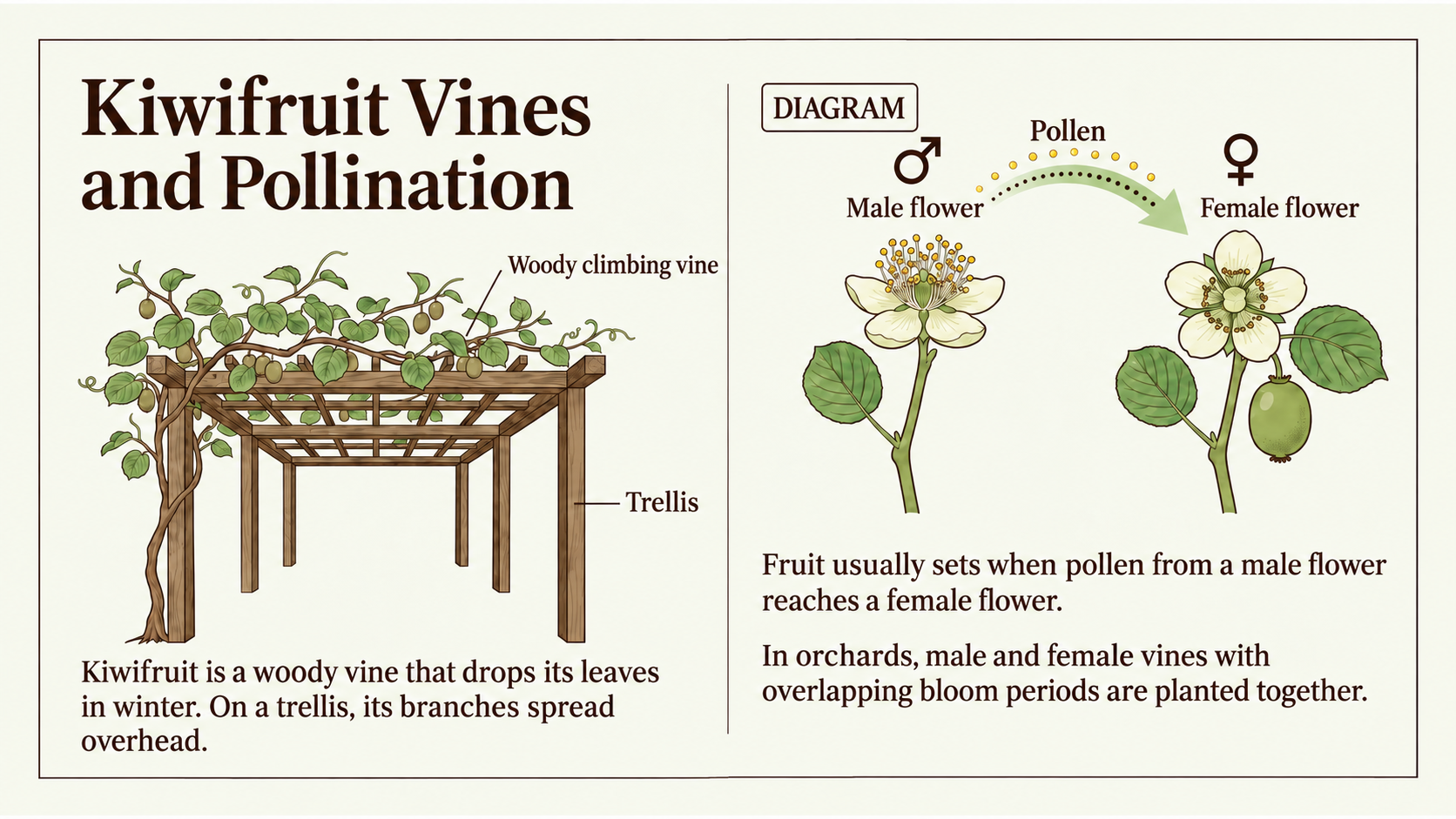 From trellis to fruit