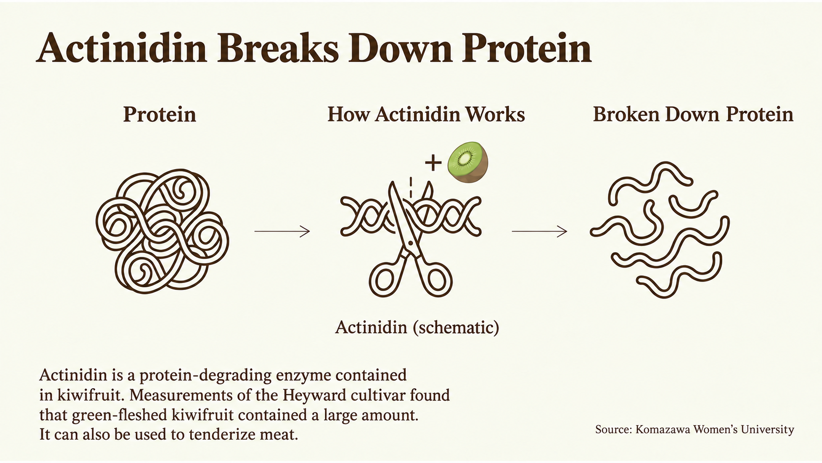 How actinidin works