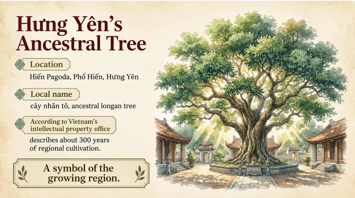 Hưng Yên’s ancestral tree symbolizes a long regional cultivation tradition.