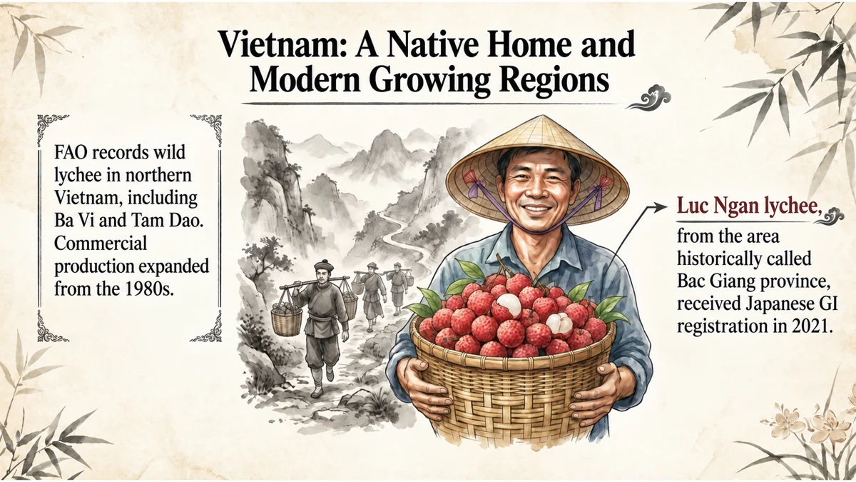 Northern Vietnam is part of the native range. Luc Ngan lychee received Japanese GI registration in 2021.