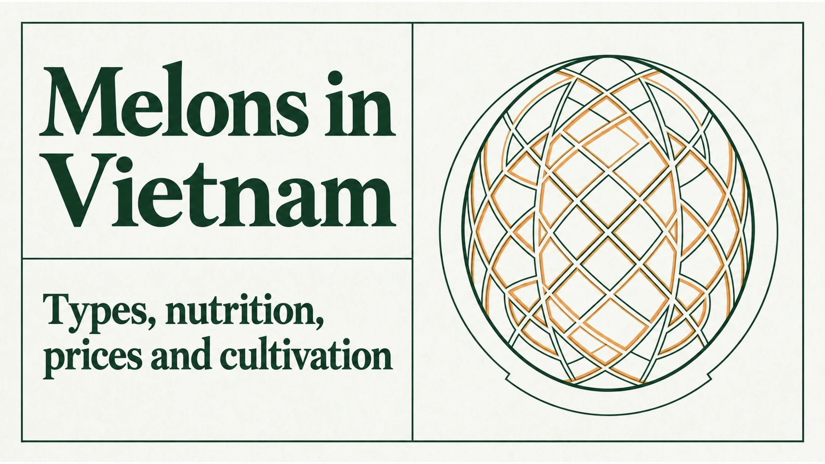 An introduction to melon varieties, nutrition and prices in Vietnam