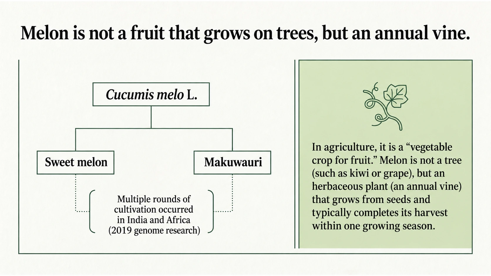 Melon is an annual vine; sweet melons and makuwa melons belong to Cucumis melo