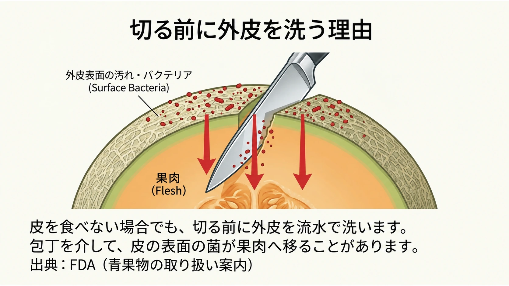包丁を介して外皮の菌が果肉へ移る可能性を示すメロン断面図
