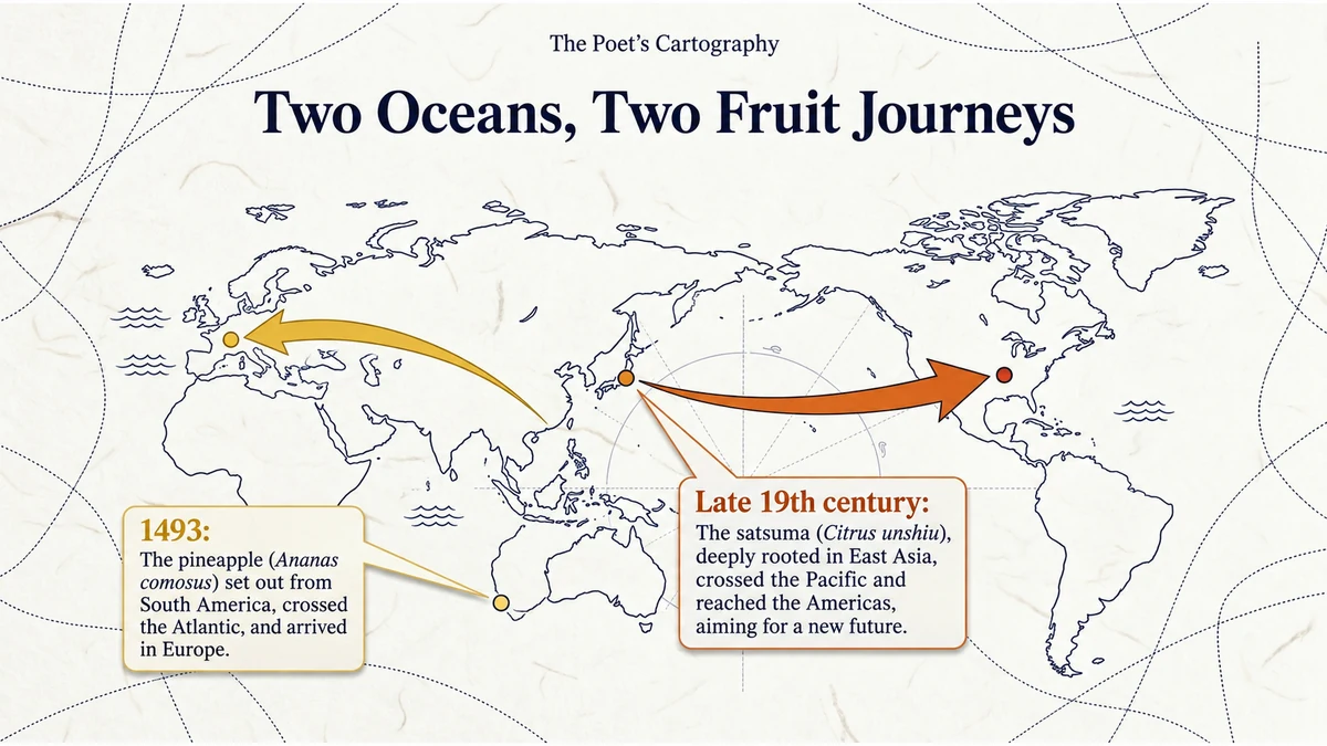 Two oceans, two fruit journeys: pineapple from the Americas to Europe across the Atlantic, and satsuma from Japan to America across the Pacific.